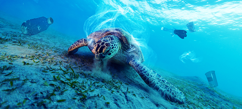 Turtle swimming in the sea alongside plastic cups and bottles