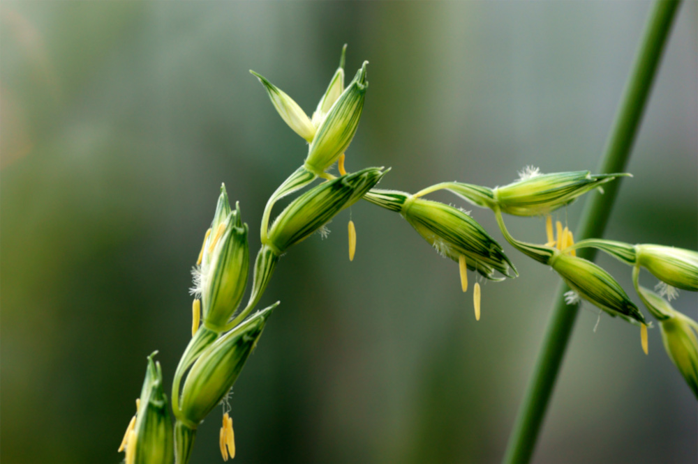 Wheat anthers