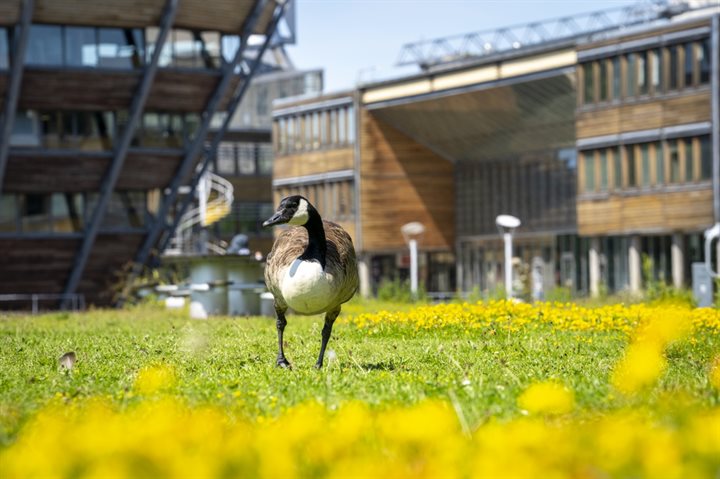 A Canadian Goose on Jubilee Campus