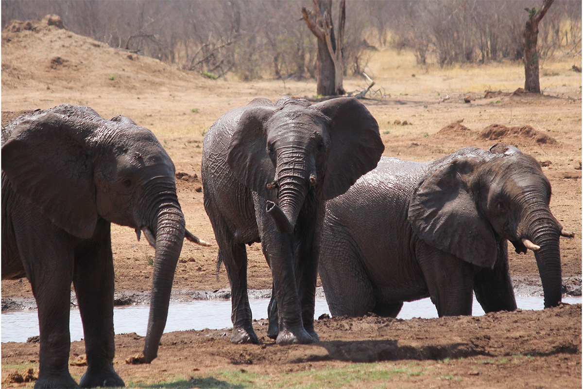 Three elephants in mud facing the camera.
