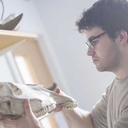 Student removing large animal skull from shelf