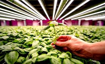 A photo of a hand picking a green shoot from an industrial greenhouse of plants
