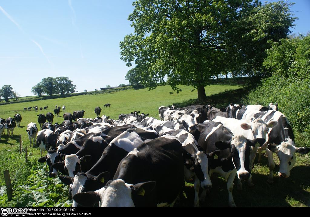 Dairy cows