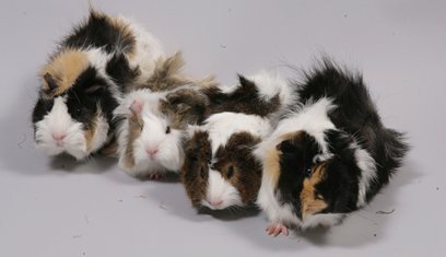 Guinea pigs