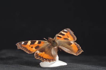 A butterfly specimen