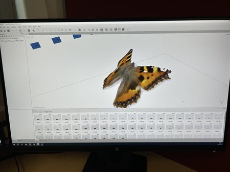 A 3D digital model of the butterfly specimen mentioned above is captured successfully.