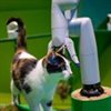 Cats purrfectly demonstrate what it takes to trust robots