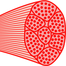 New RECORDER publication - Idiopathic inflammatory myopathies