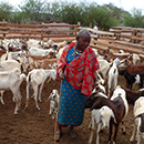 Development of improved tests for detection of Rift Valley fever virus antibodies