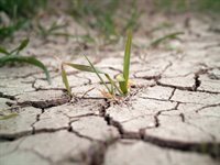 Plants use engineering principles to push through soil