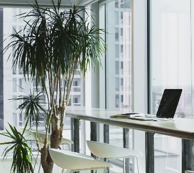 A laptop on a high desk by a large window and pot plant