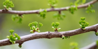 Photo of a branch with small green plants on it