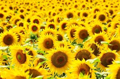 A field full of sunflowers