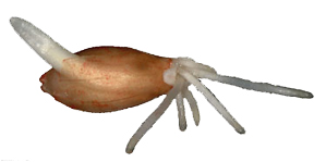 Germinating barley seed - illustration