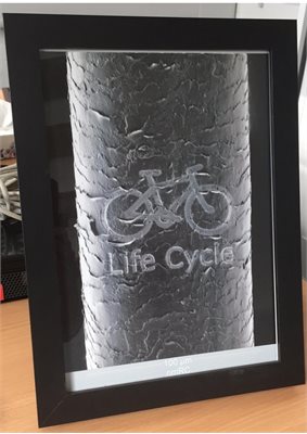 Life Cycle Image on a Hair