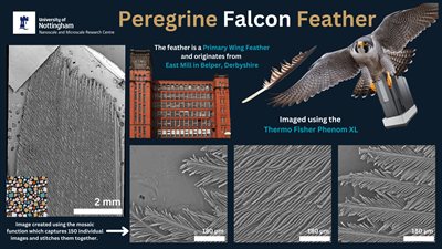 UtM Peregrine Falcon Feather