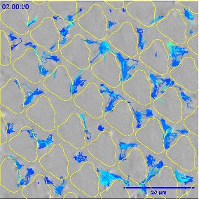 bacteria on topography