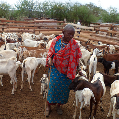 African sheep farmer