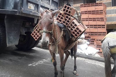Donkey carying bricks in Columbia