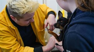 Vet students caring for a clients dog