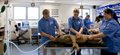 Nottingham Veterinary School out-performs its rivals