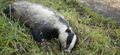 Survey reveals bovine TB in a fifth of roadkill badgers in Cheshire