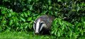 Wild Campus: Discover amazing wildlife at the University of Nottingham