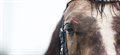 New campaign asks horse owners to help researchers improve care of wounds