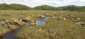 Peatlands will store more carbon as planet warms