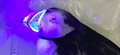 Puffin bills 'glow' under UV light, study discovers