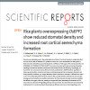 Rice plants over expressing OsEPF1 show reduced stomatal density