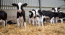 Changes to cleaning practices could improve the health of calves on GB dairy farms, according to new research