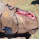 Tackling the legacy of poaching head on