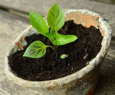 A young plant growing in a pot