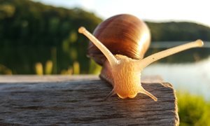 Snail with shell on a log