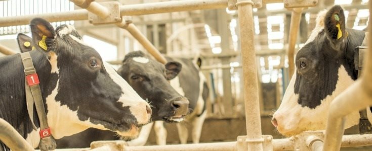 cows-in-dairy-centre-735x300