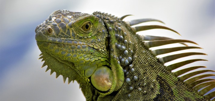 Green iguana close up