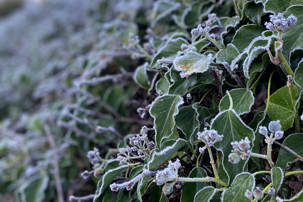 A close up image of frostly leaves on a hedgerow taken on a morning walk a few weeks ago