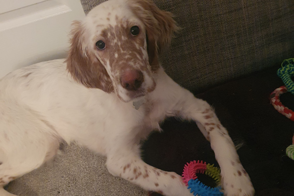 A photo of Mabel, a white and brown english setter puppy looking very cute, playing with a brightly coloured spiky ring