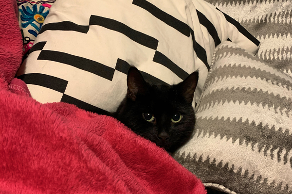 A photo of a cute black cat with green eyes, cosy and warm under a bright red blanket, head resting on a black and cream cushion