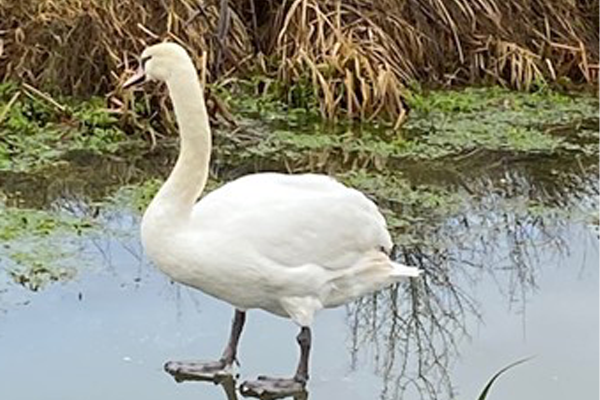 A photo of a white swan walking on ice on the frozen Grantham Canal taken in February 2020