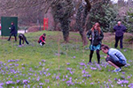 Grounds crocus count