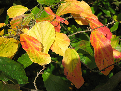 Autumn colour treewalk