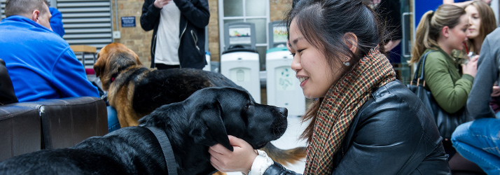 Puppy Room 2 714x249