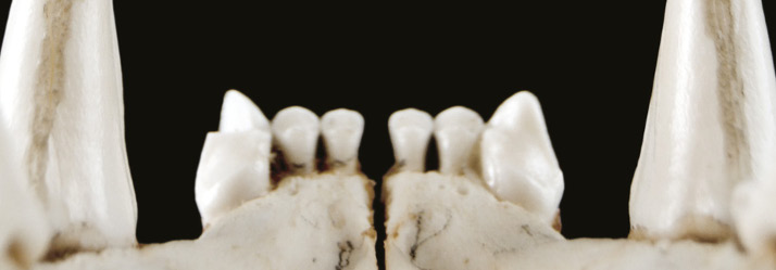 225388-Who'sEatingWho-CommsImage 2 714x249