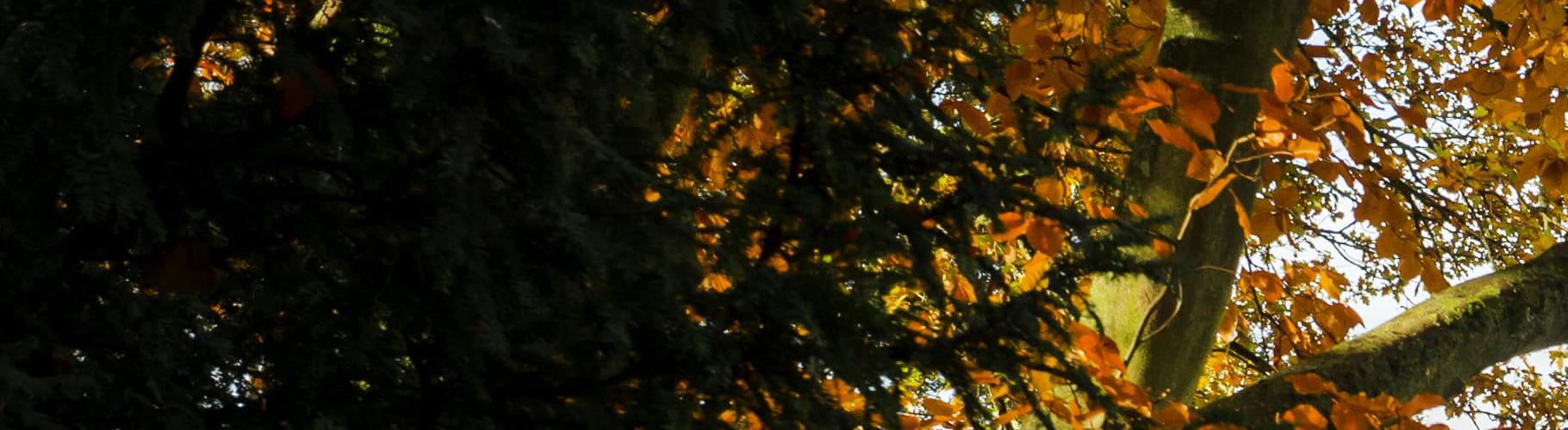 University of Nottingham Trent building in autumn