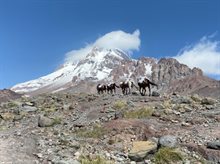 A row of heavily laden horses walking across a stony landscape in front of a mountain.