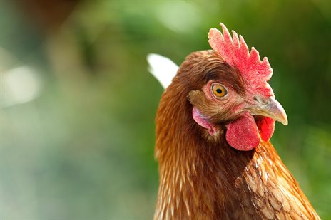 Close-up of brown chicken with red comb (Max Kleinen)