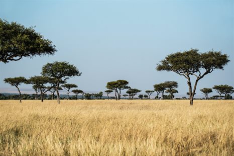 Masai Mara National Reserve, Kenya. (David Clode, via Unsplash)