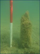 A timber pile at Polanowu.